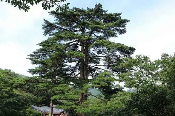 寿比南山不老松竟真实存在,9000年不变,弥足珍贵!