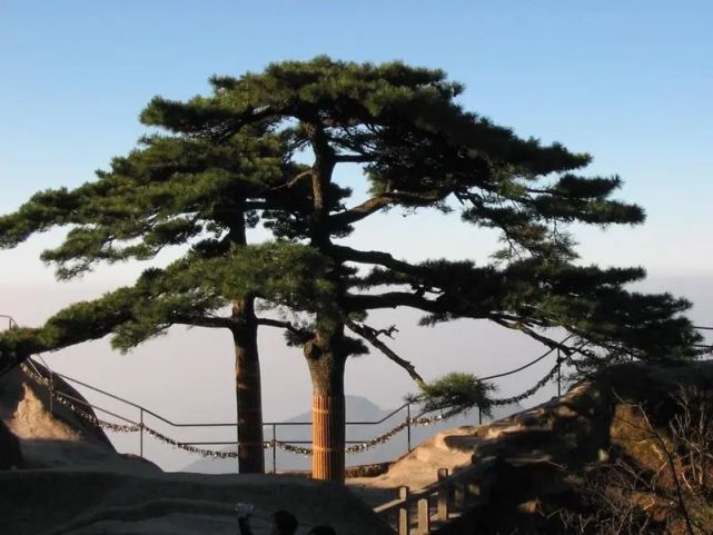 寿比南山不老松竟真实存在,9000年不变,弥足珍贵!
