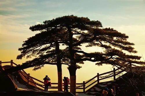 寿比南山不老松竟真实存在,9000年不变,弥足珍贵!