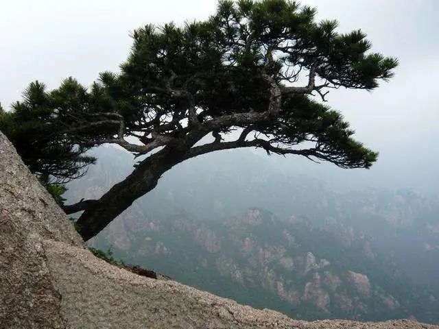 寿比南山不老松竟真实存在,9000年不变,弥足珍贵!
