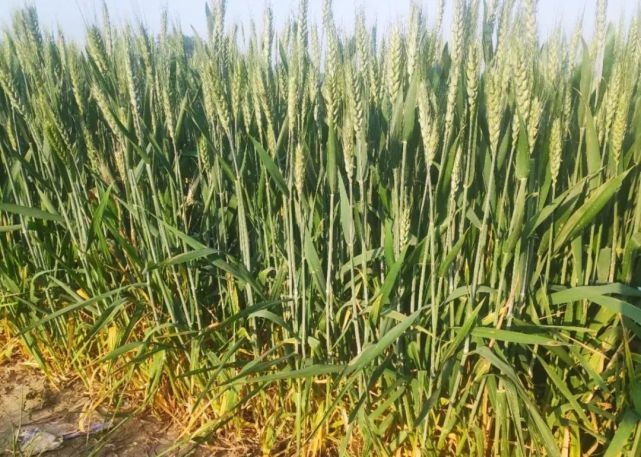 这种导致小麦严重减产的病害即将暴发!怎么防治?