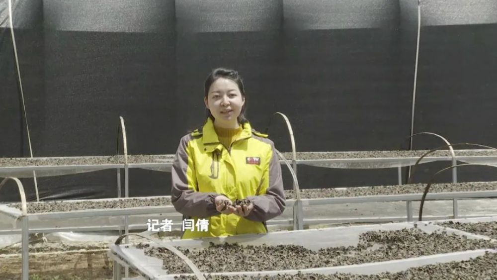 陕西柞水：小木耳带动大产业 村民走上幸福路