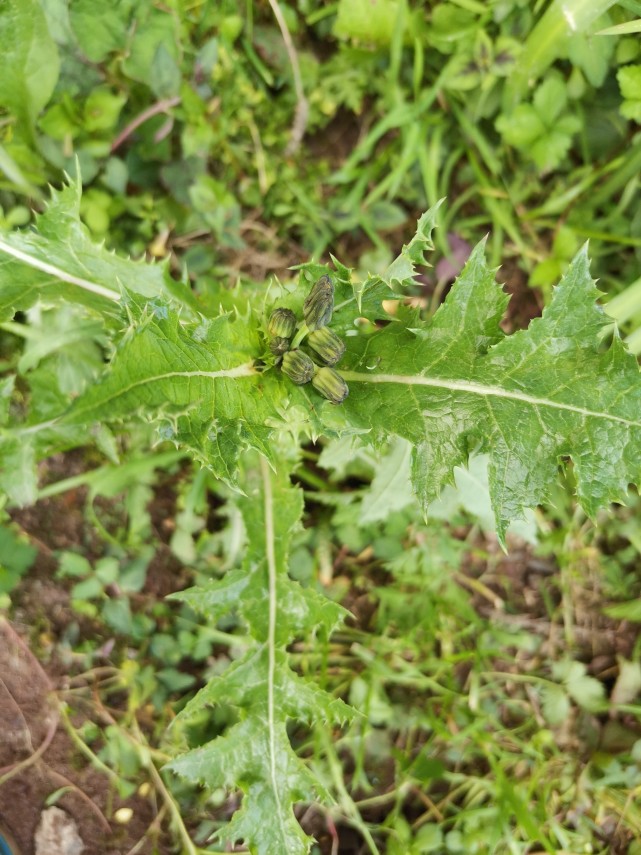 峨眉山野生药材系列——花叶滇苦菜