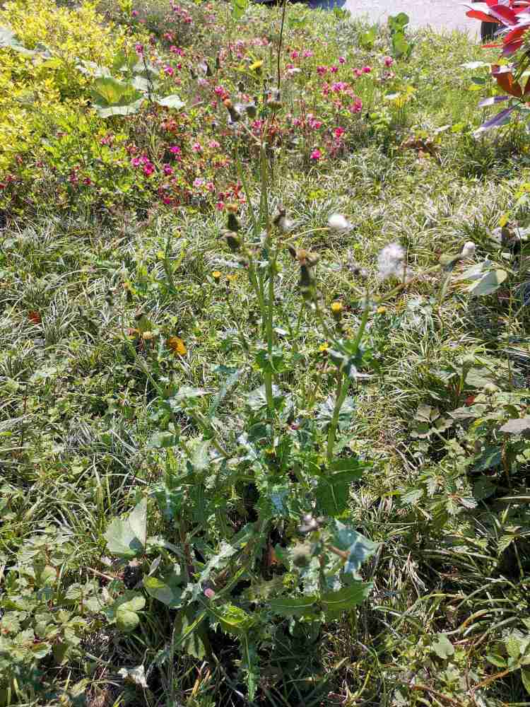 峨眉山野生药材系列——花叶滇苦菜