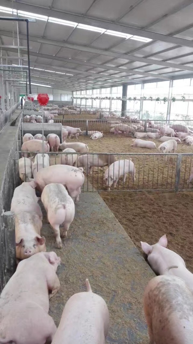年底宁波生猪存栏可达60万头,新增产能奖补政策出台