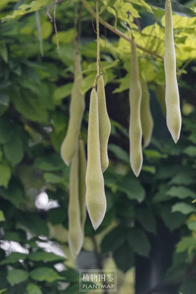 毛茸茸的紫藤果荚