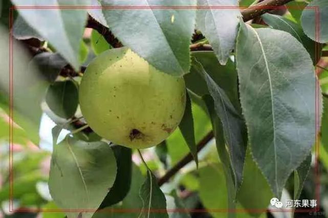梨树黄粉蚜虫和梨象鼻虫的危害症状以及防治方法