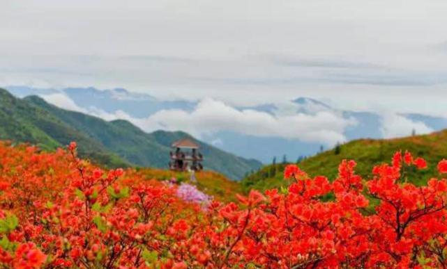 大围山万亩杜鹃映山红 腾讯20万网友云游花花世界