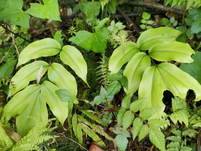 峨眉山野生药材系列——贯众