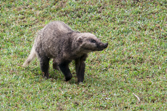 农村常说的"獾八狗子"是什么动物,早先经常在坟地里