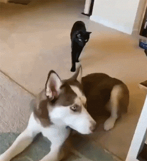 二哈遭遇偷袭,画风突变