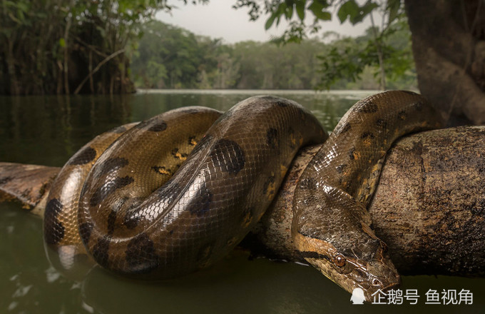 森蚺(学名:eunectes murinus),英文名:green anaconda,别称 绿水蚺