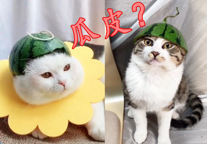 全网挑战"戴金箍",宝宝,猫咪也就算了,二哈:我有个大胆的计划!