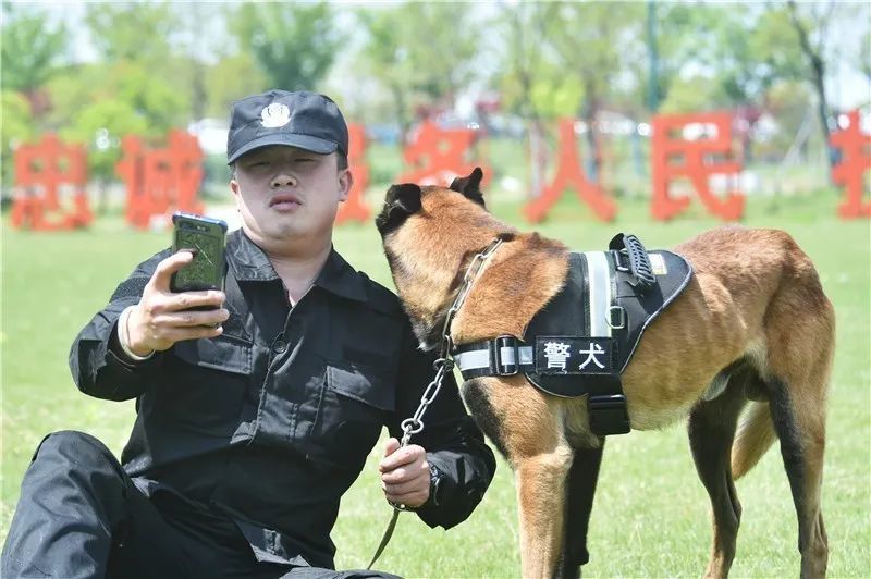 探秘警犬训练:这大概是常州最帅的狗!