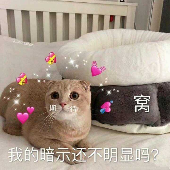 猫咪表情包,聊天必备,第三张暗示专用