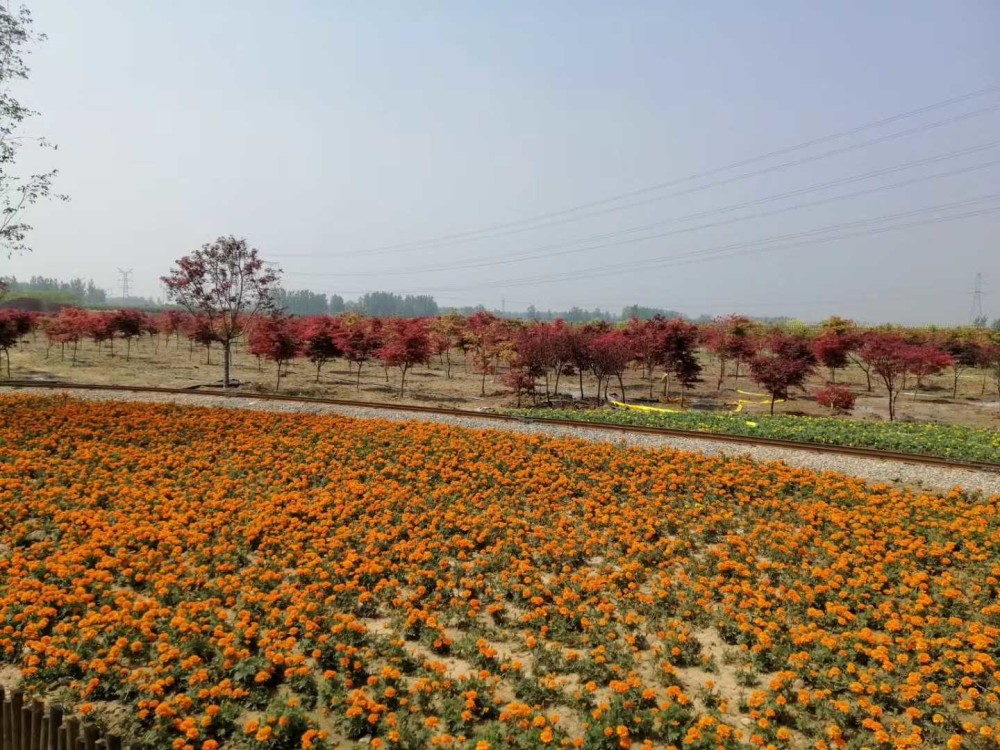 劳动节正值安徽省亳州市谯城区华佗镇百草园景区有序开放接纳游客