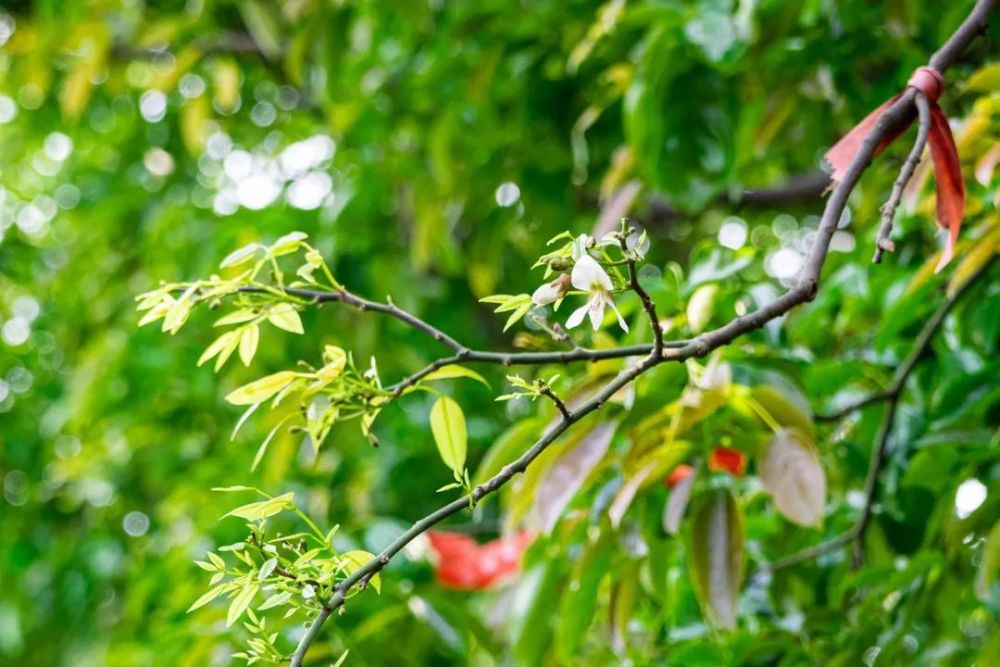 顾山的红豆树开花了,这是寄了多少相思?