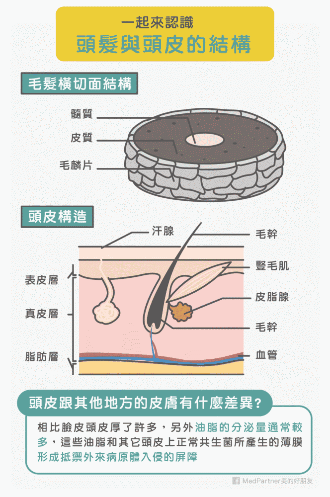 头发与头皮的结构