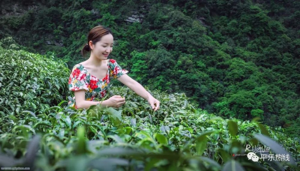 平乐高山,深山中,采茶姑娘把茶采