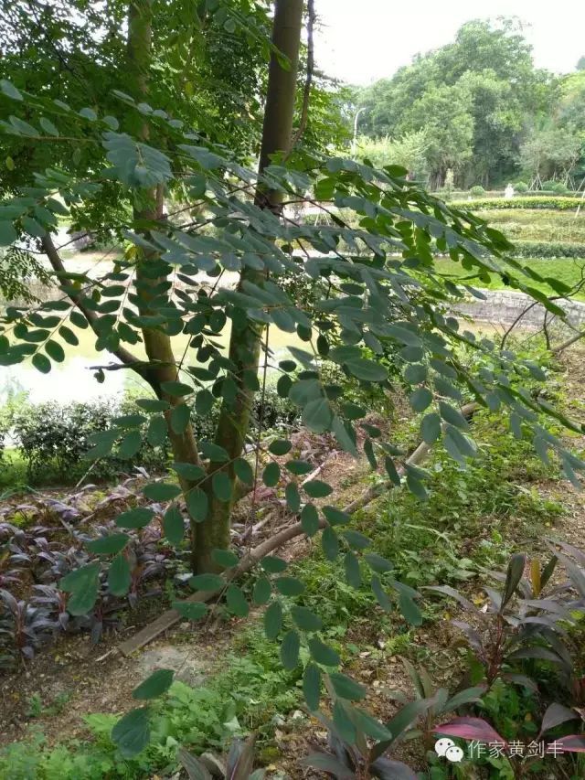 普宁南岩古寺,一株红豆树见证清代吴派经学在此传播