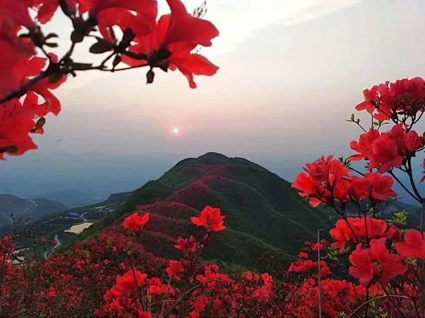 黄平县谷陇镇大高山的万亩杜鹃花海,是大美黔东南旅游赏花的好去处.