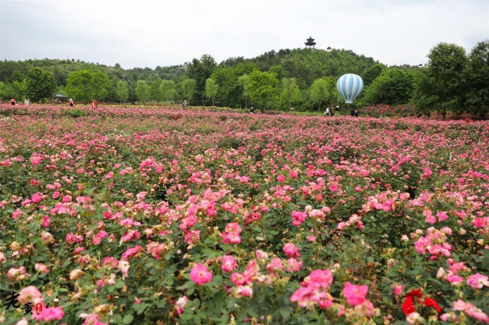 疫情后的黄陂旅游,木兰玫瑰园百花齐放待客来,玩的是极致浪漫