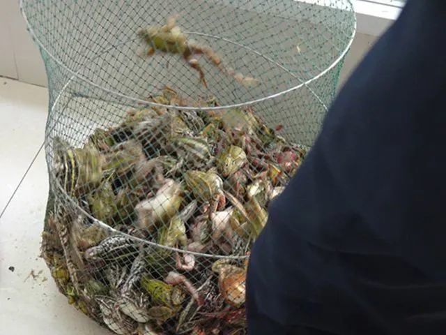 广东顺德就有两人在基围抓青蛙 被顺德检察院提起公诉 还将面临三年