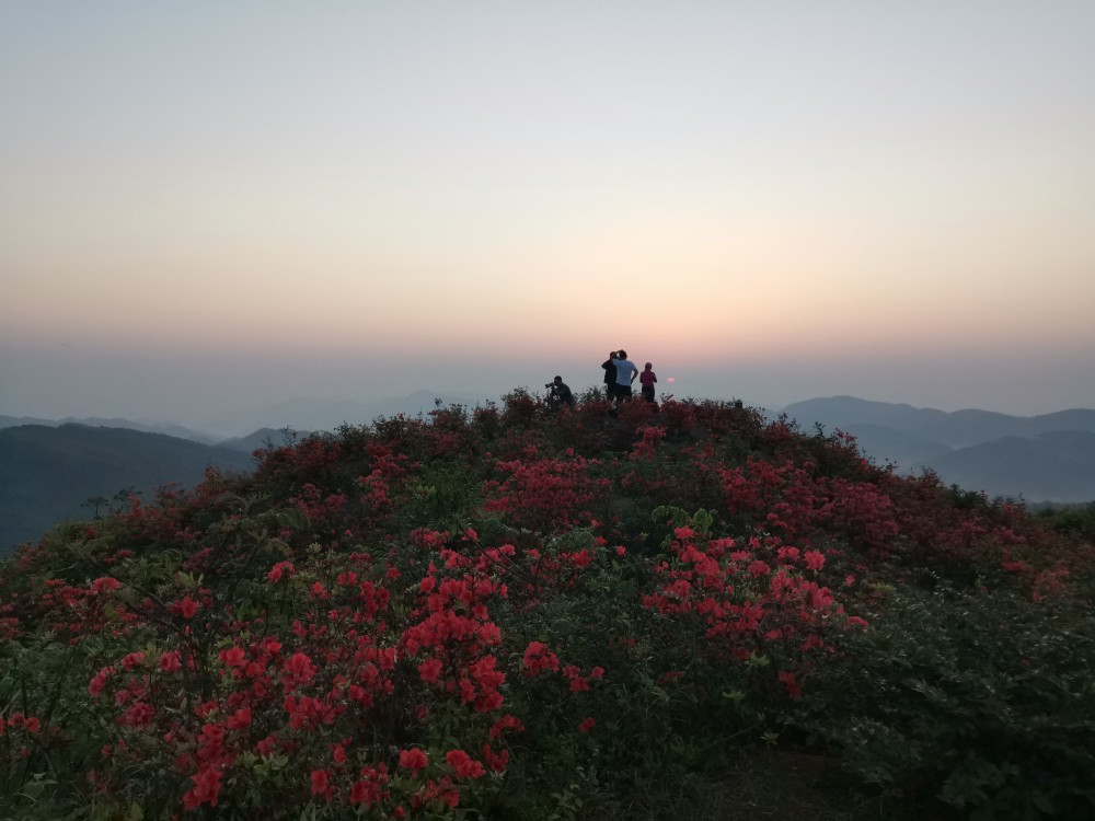 花垣梳子山映山红 花红正当时