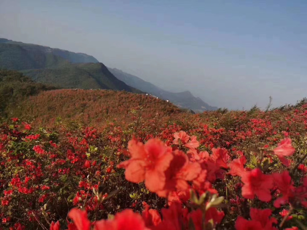 花垣梳子山映山红 花红正当时