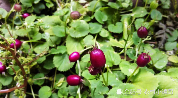 农村一种野果野茄子,成熟变成了紫色,现在10元一斤