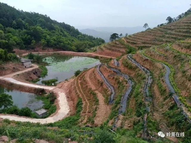 去藤县岭景镇鹿伏岭看看梯田,闻闻茶香!