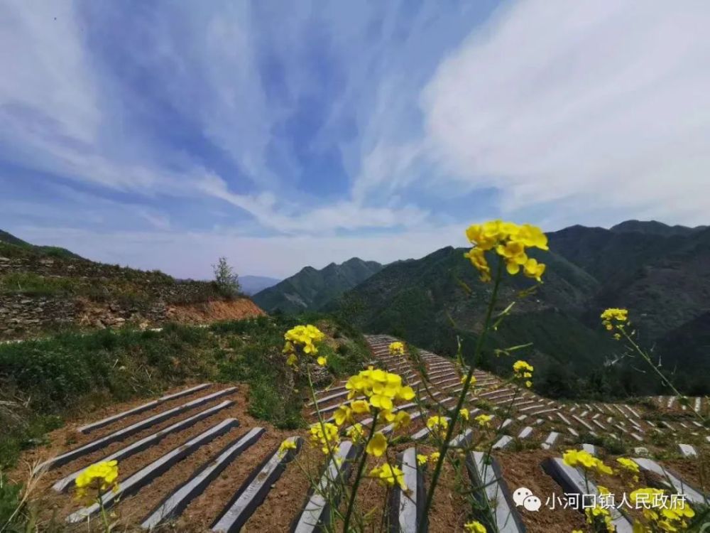 近日,在山阳县小河口镇马家山村,当地群众在海拔1500米的山梁上开荒拓