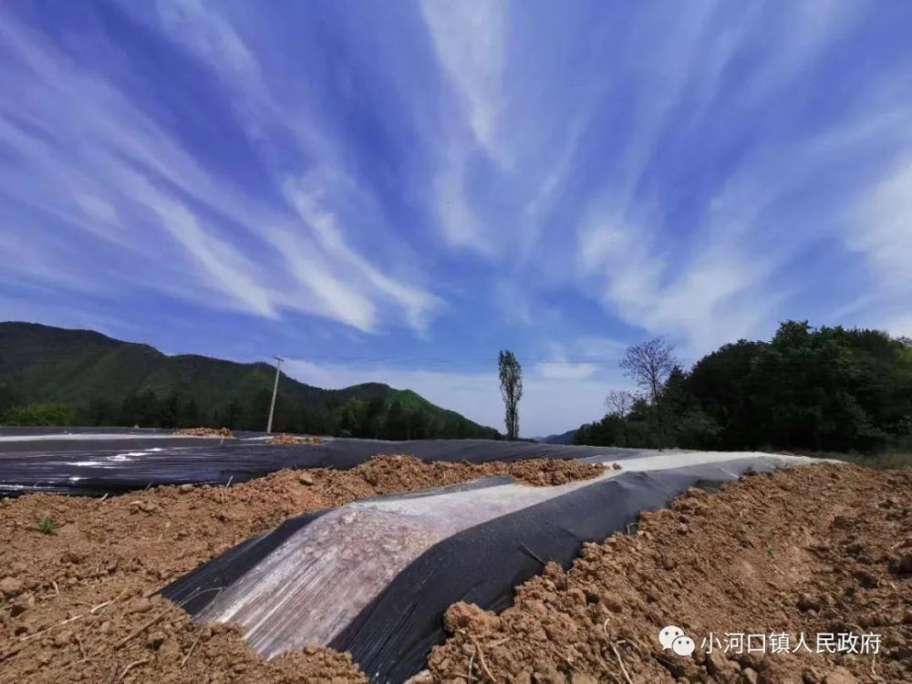 近日,在山阳县小河口镇马家山村,当地群众在海拔1500米的山梁上开荒拓