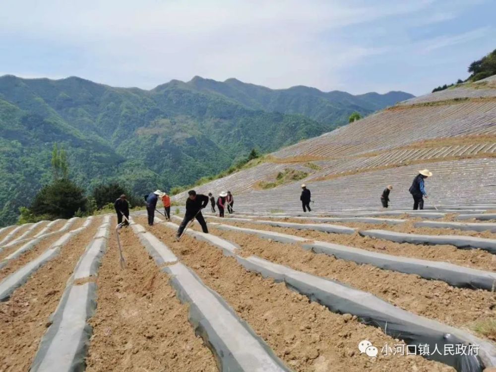 近日,在山阳县小河口镇马家山村,当地群众在海拔1500米的山梁上开荒拓