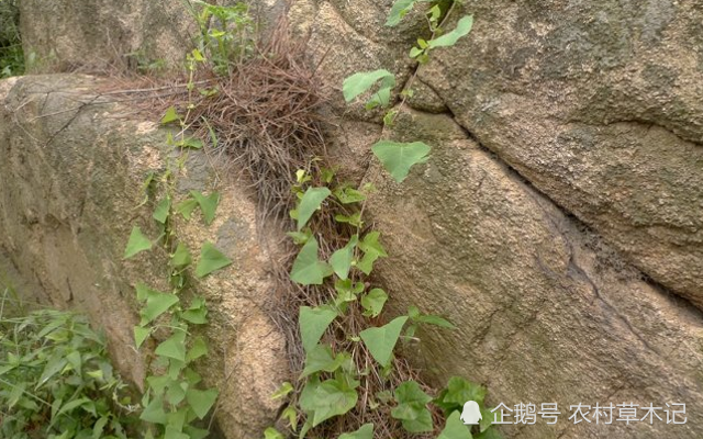 此草可防蛇,俗称"蛇倒退",48元一斤,家乡见到别忽视