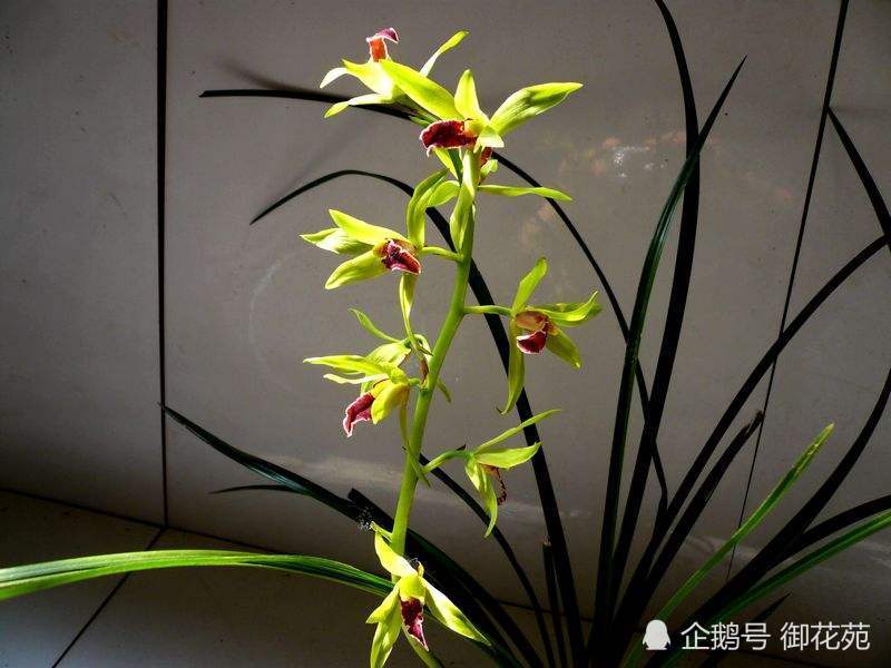 兰花的品种有哪些?认识兰花品种,这样才能养好