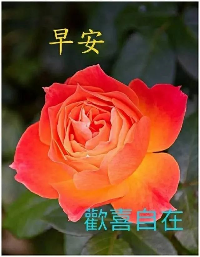 温馨好看的早安问候语动态早安美图带字,早晨好幸福暖