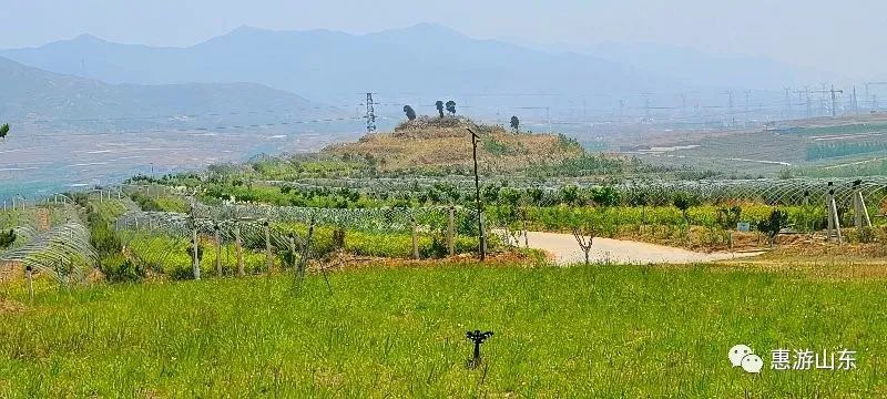 山东新泰有个良心谷,万亩茶园,香飘万里
