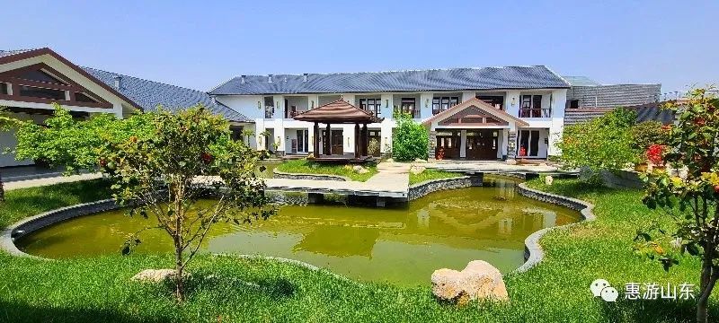 山东新泰有个良心谷,万亩茶园,香飘万里