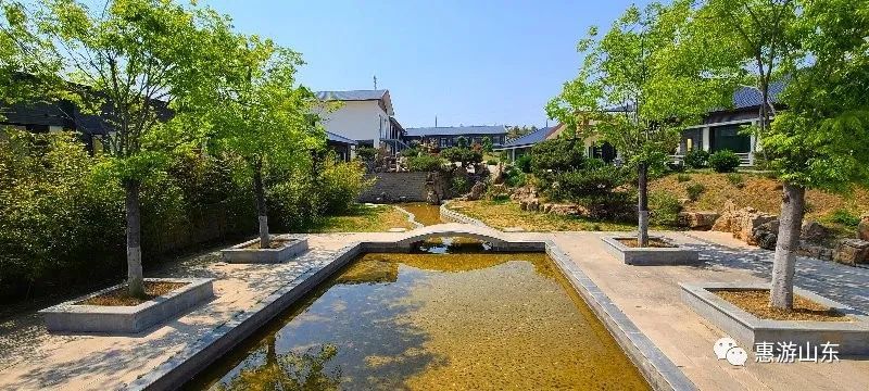 山东新泰有个良心谷,万亩茶园,香飘万里