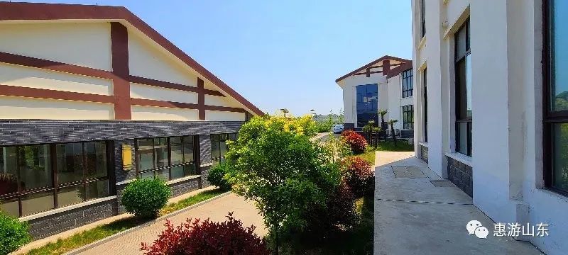 山东新泰有个良心谷,万亩茶园,香飘万里