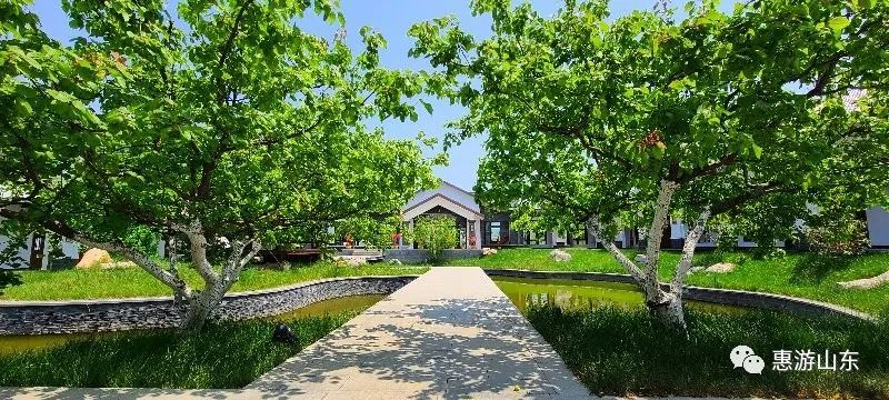 山东新泰有个良心谷,万亩茶园,香飘万里