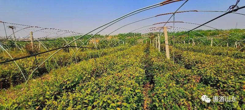 山东新泰有个良心谷,万亩茶园,香飘万里