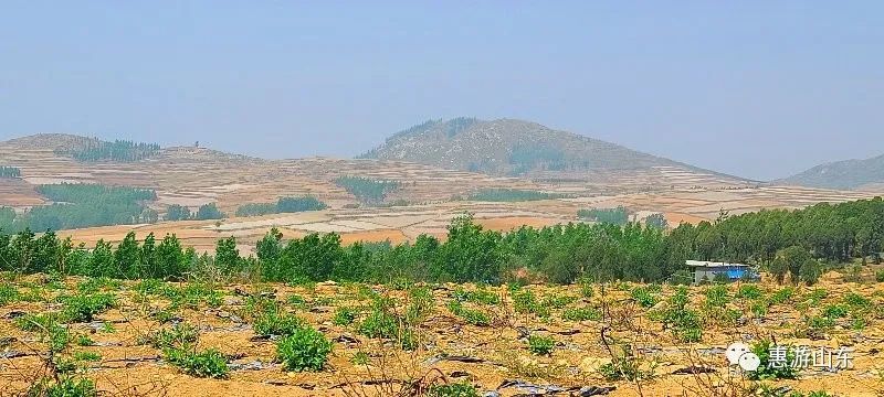 山东新泰有个良心谷,万亩茶园,香飘万里