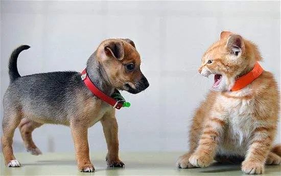 鲁迅散文:狗·猫·鼠