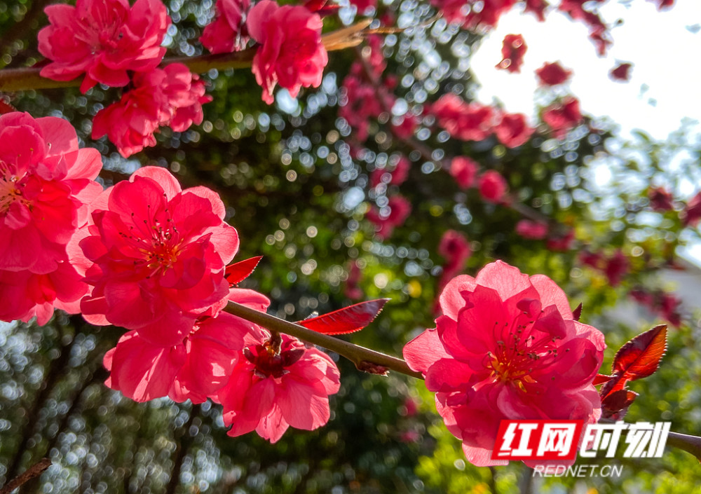 碧桃:二月春归风雨天,碧桃花下感流年.