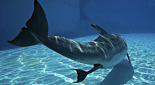 海豚宝宝的出生