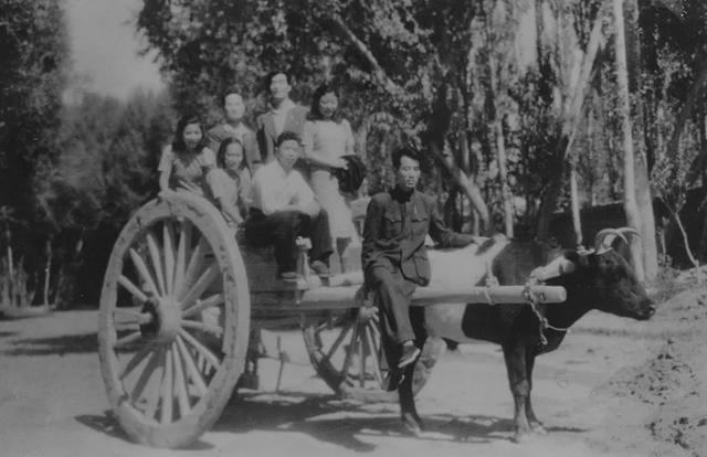 1948年,当时的交通工具——牛拉大轱辘车