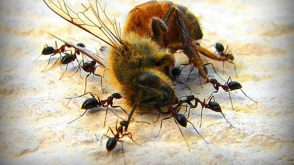 在死亡时,它们沦为蚂蚁的食物