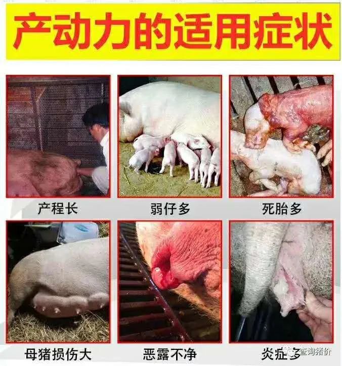 【猪价在线】猪肉大幅下跌后"触底反弹",猪肉将重回"巅峰"?